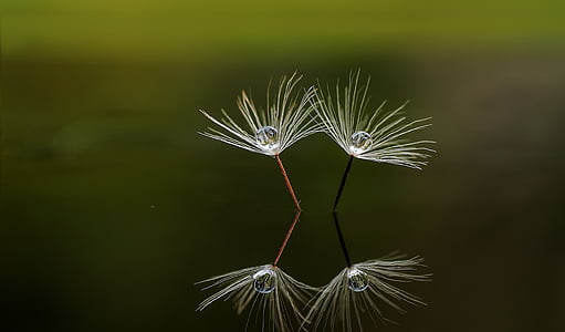 close-up, macro, nature, plant, reflection, water, dandelion