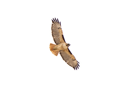 red-tailed hawk, flying, bird, predator, raptor, wildlife, nature