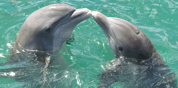 делфините, море, Любов, Целувка