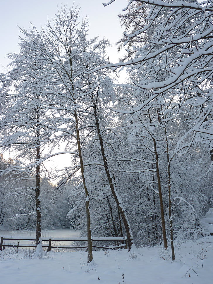 winter, bomen, Lake