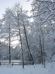 зимни, дървета, езеро