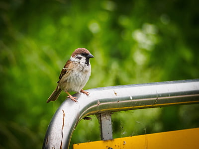 sparrow, animal, new
