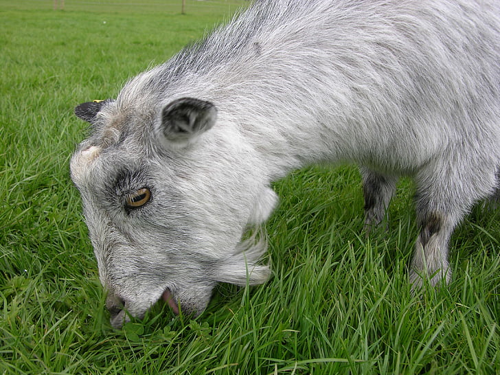 goat, animal, herbivore, eating, grass