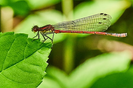 Dragonfly, narave, insektov, blizu, makro, živali, ribnik