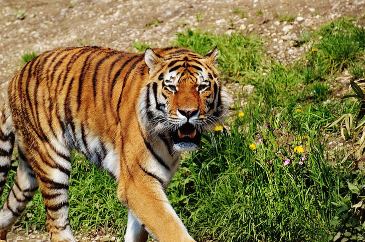 Tiger, rovdyr, pels, vakker, farlig, katten, naturfotografer