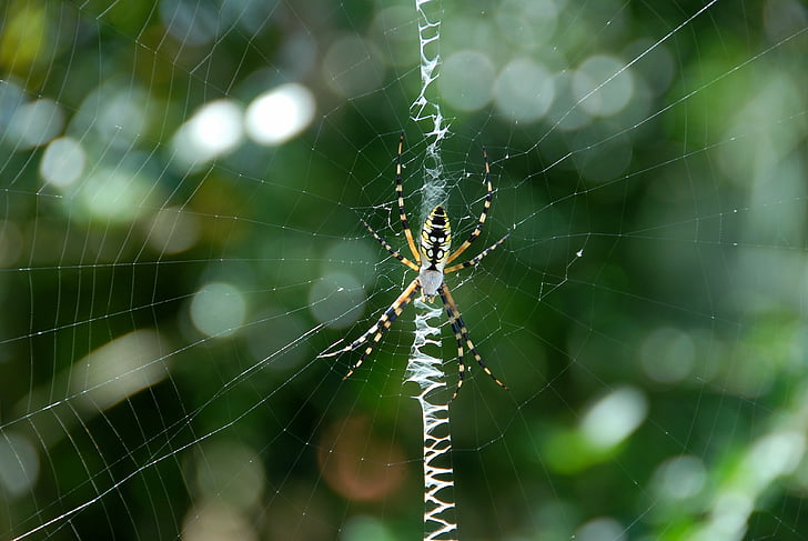 ogrodowy pająk, żółty, czarny, Kolor, ogród, sieci Web, owad