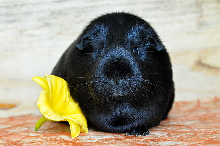 guinea pig, smooth hair, black, rodent, animal, pet, small animals