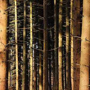 šuma, stabla, debla, crnogorična šuma, četinjača, Sunčeva svjetlost, uzorak