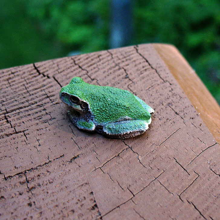 палуба, дърво жаба, Минесота