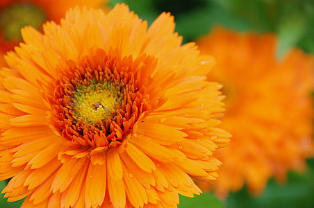marigold, orange, blossom, flora, colorful, botanical, garden