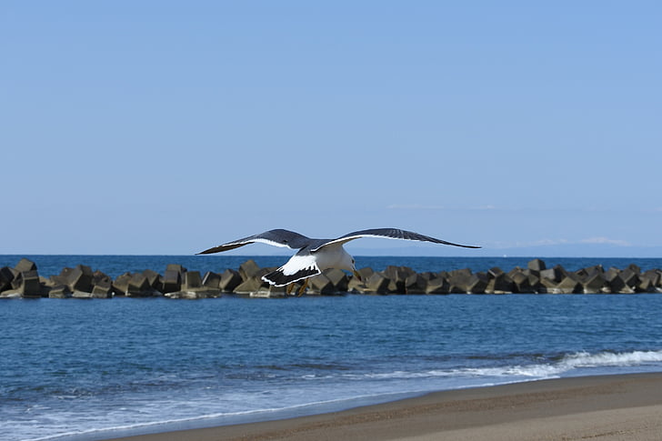animale, mare, plajă, val, sea gull, păsări marine, animale sălbatice