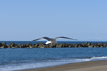 animal, sea, beach, wave, sea gull, seabird, wild animal