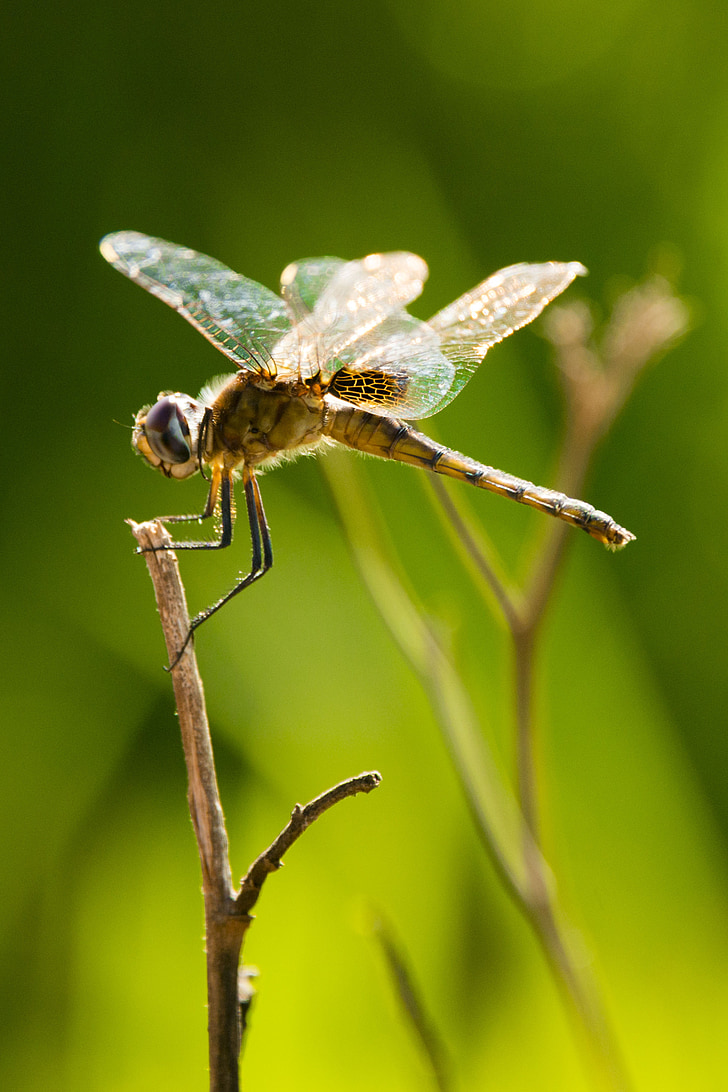 Dragonfly, insektov, krila, narave, afriške