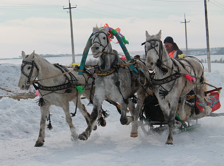 threesome, horse, sani, winter, russia, snow, animal