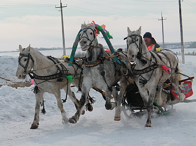 threesome, con ngựa, Sani, mùa đông, Liên bang Nga, tuyết, động vật