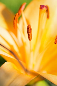 Lily, Blossom, mekar, bunga kuning, bunga, putik, serbuk sari