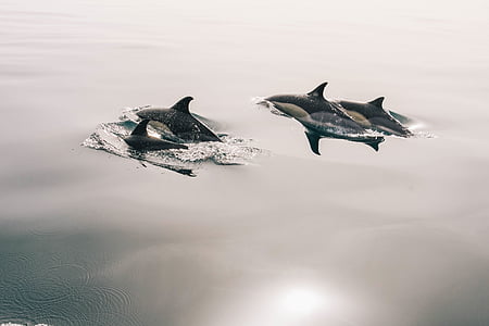 dolphins, jumping, glassy, water, smooth, calm, ocean