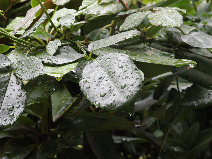 leaves, rain, nature