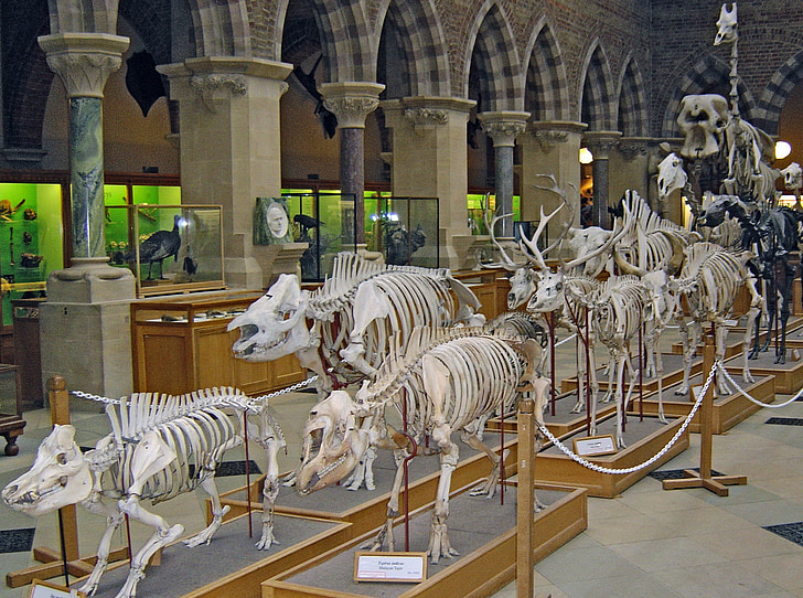 Σκελετοί, δεινόσαυροι, προϊστορική, παλαιοντολογία, εξέλιξη, Αρχαία, Τυραννόσαυρος