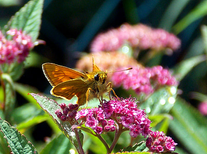 skipper, butterfly, insect, flight insect, animal world, fauna, flora