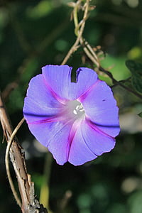 紫の朝顔の花, 花, トランペット, 紫, 野生, 雑草, 繊細です