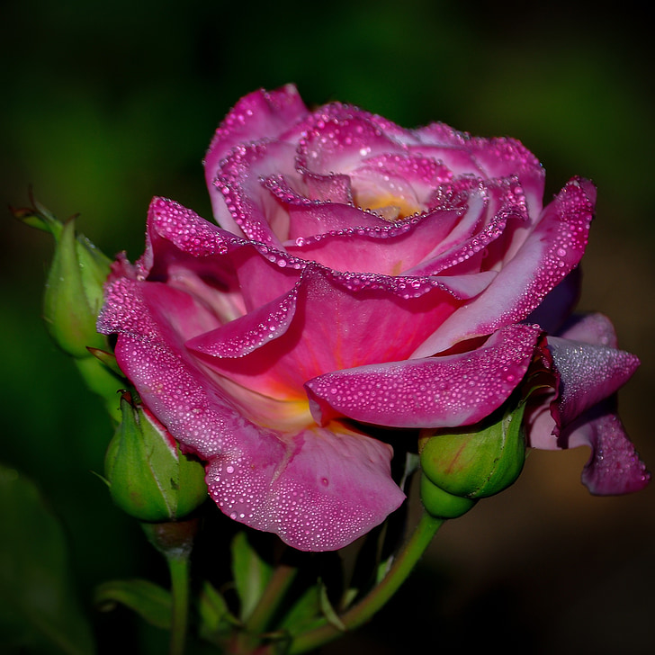 rosa, rosa, fiore, bellezza, romantica, petali di, bella