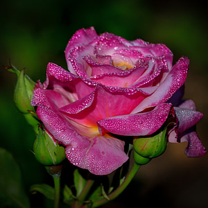 ökade, Rosa, blomma, skönhet, romantiska, kronblad, Vacker