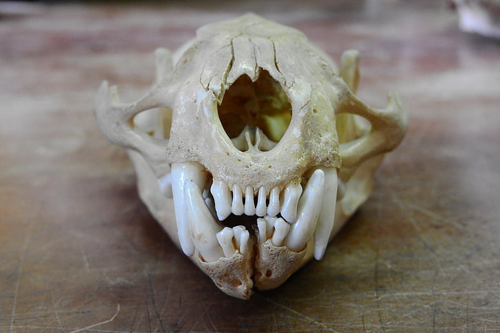 skull, front teeth, teeth, feline, beast