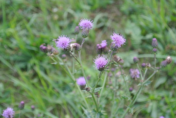 Bodlák, fialová, květ, Bloom, jaro