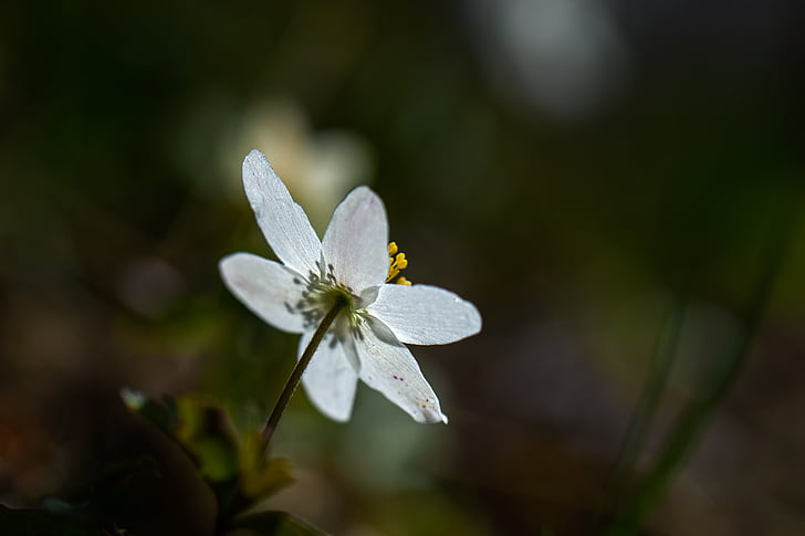 madeira anemone, Primavera, flor, Branco
