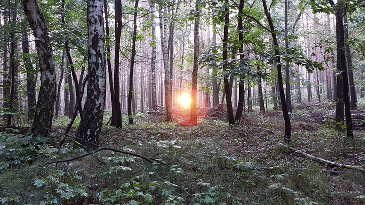 Breza lesa, Forest, breza, Sunrise, ráno