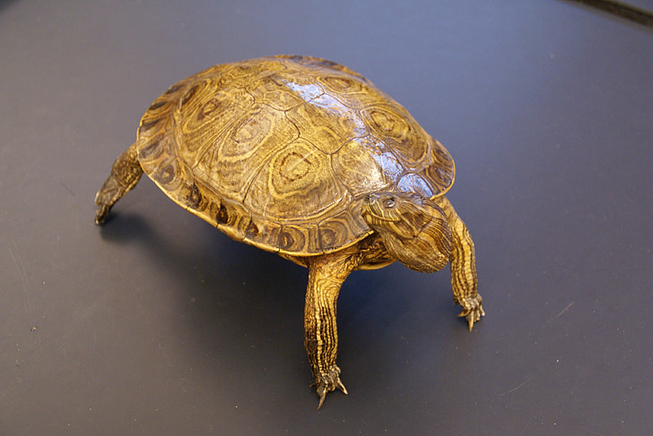 tartaruga, animale, Close-up, macro, Shell, armatura, conservati
