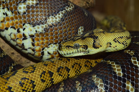 snake, head, close, reptile, constrictor, snakehead, yellow