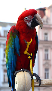 Ara, papagaio, Prague, pássaro, animal, vermelho, papagaios