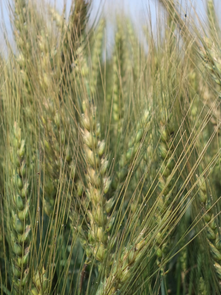 wheat field, plant, wheat