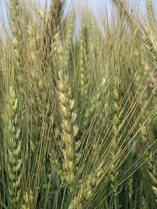 campo de trigo, planta, trigo