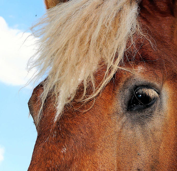 kôň, konské hlavy, Schwarzwälder kaltblut, oči, studené čistokrvný