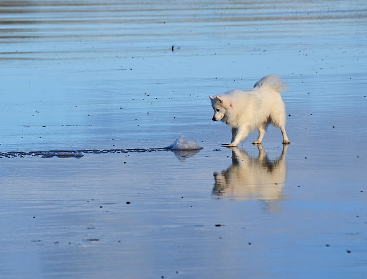 spitz japonés, perro, Blanco, lindo, pequeño, Playa, Islay