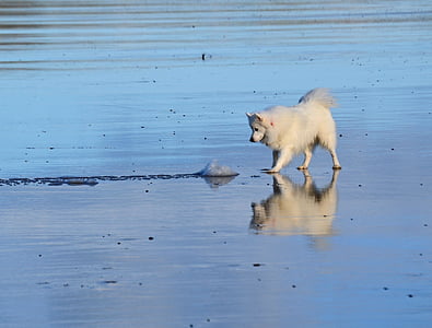spitz japonês, cão, Branco, bonito, pequeno, praia, Islay