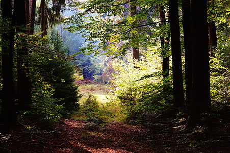 Les, stromy, listy, slunce, morgenstimmung, Příroda, krajina