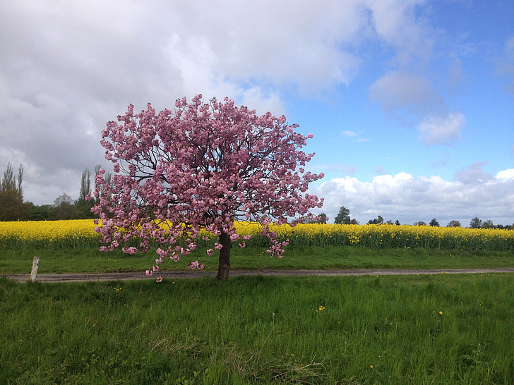 Latem, pól, żółte pola, różowe kwiaty, różowy drzewa, drogi, wiosna