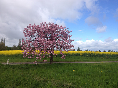 musim panas, bidang, kuning fields, bunga merah muda, pohon merah muda, jalan, musim semi