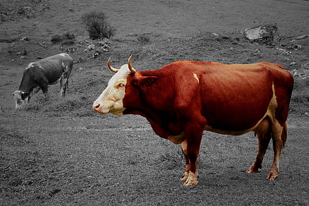 Корова, говядина, пастбище, животное, коровы, Сельское хозяйство, Анималистический портрет
