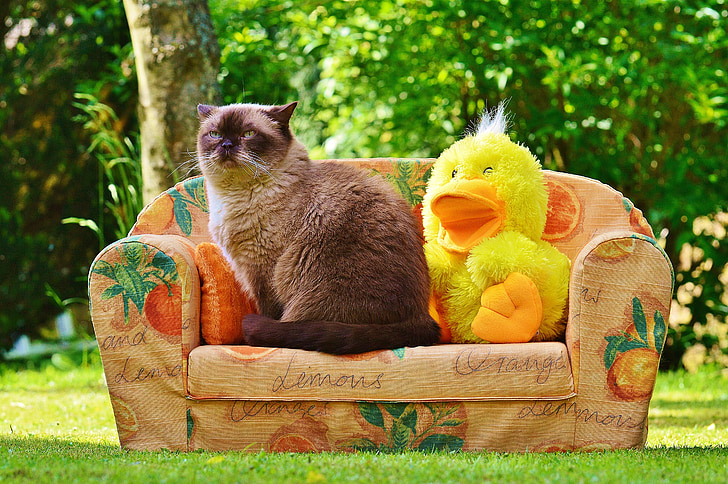 mieze, couch, sofa, duck, cat, british shorthair, funny