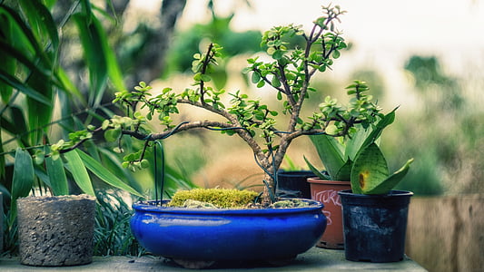 plante, Bonsai, træ, grøn, natur, lille, havearbejde