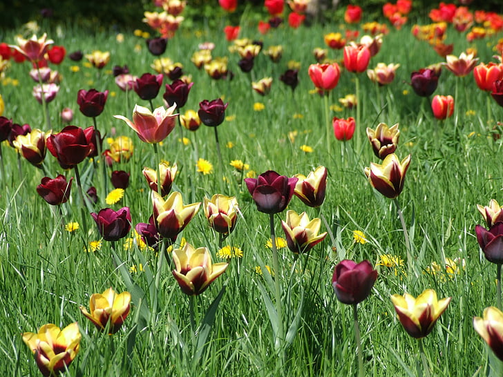 printemps, tulipes, Meadow, herbe, coloré, pré de fleurs, Tulip
