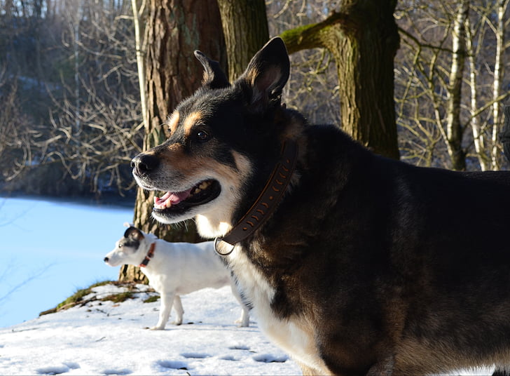 Husky, linda, cão, floresta de inverno