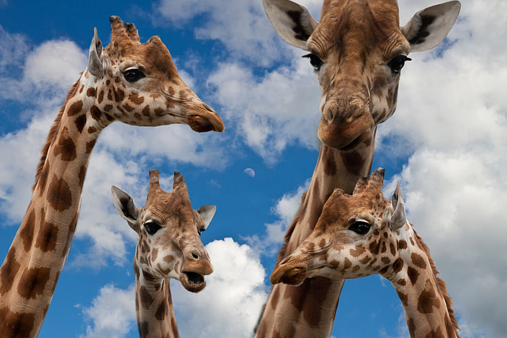 giraffes, family, education, talk, children picture, community, live together