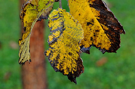 Вяз, лист, листья, Осень, макрос