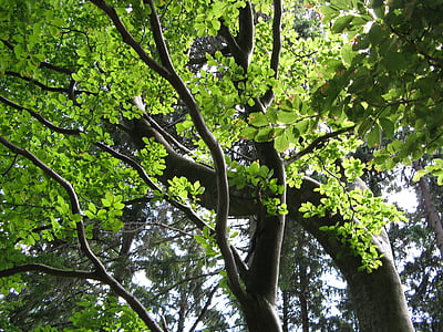 buk, strom, listy, zelená, estetické, léto, Příroda